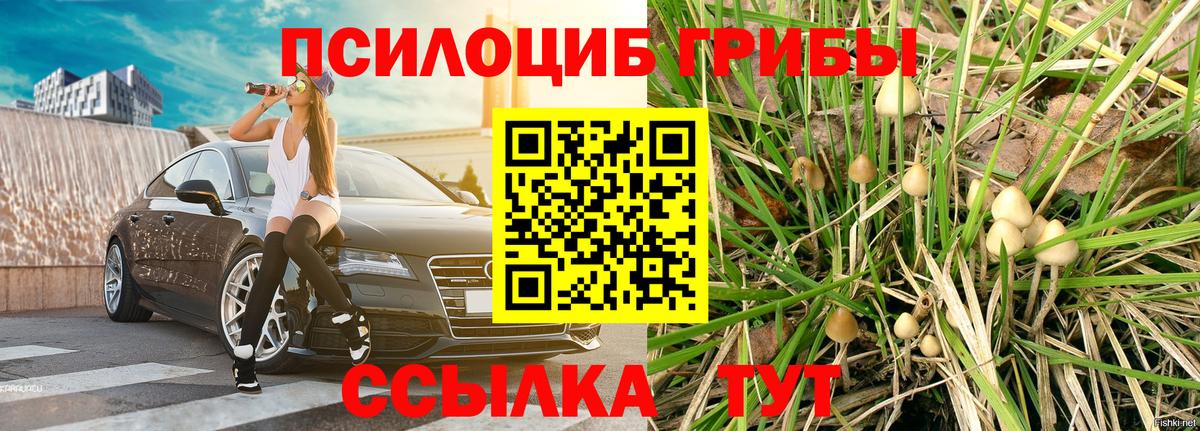 Галлюциногенные грибы Psilocybe Буйнакск